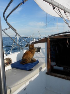Cat Sailing