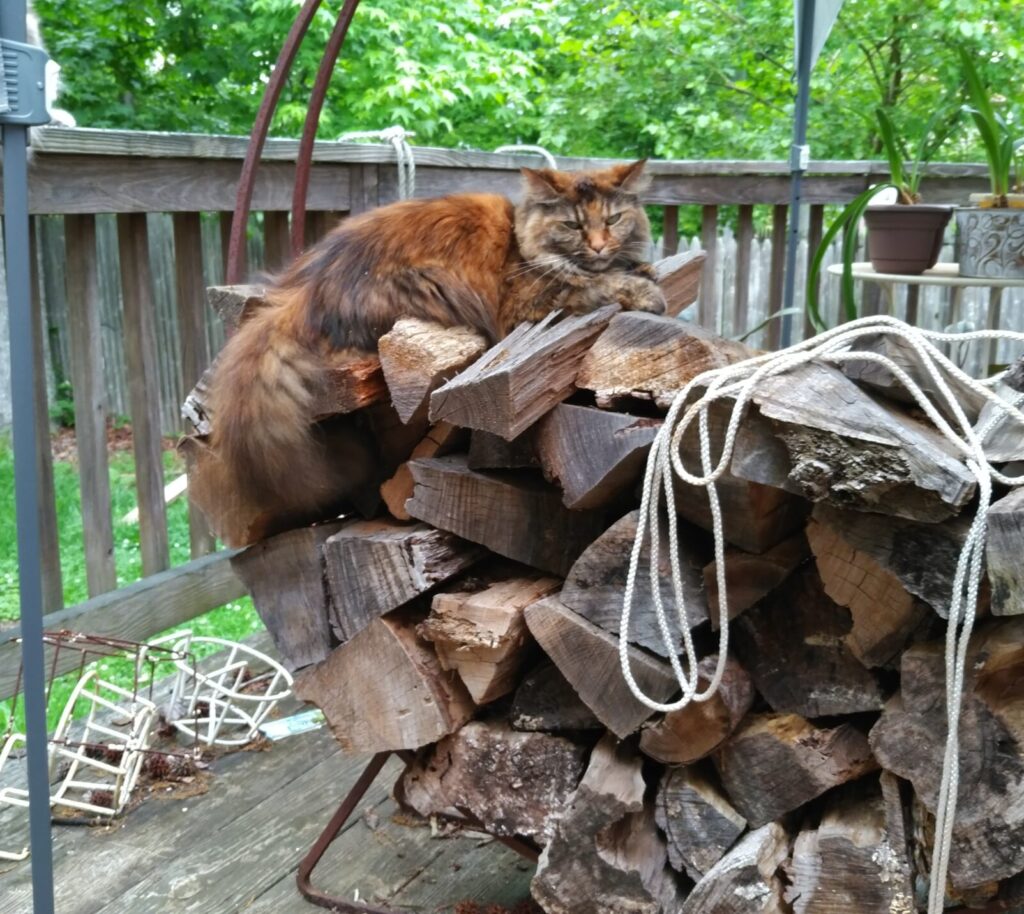 Boo - cat on woodpile.