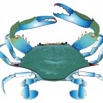 image blue crab