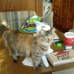 Cat on table