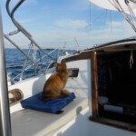 Cat Sailing